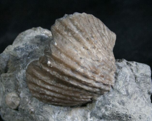 Platystrophia Brachiopod Fossil From Kentucky #6637